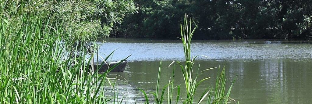 cropped-Les-rives-16-9-2.jpg