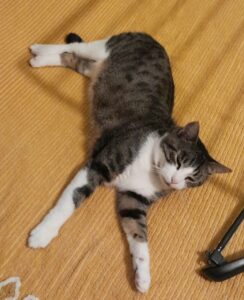 IMG-20250727-WA0007